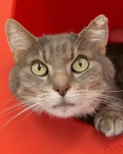 A senior small-sized male Domestic Short Hair cat named Harper for adoption in Fishers, IN