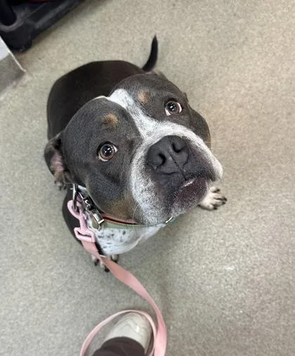 A young medium-sized female American Bulldog dog named Betty for adoption in Palm Coast, FL