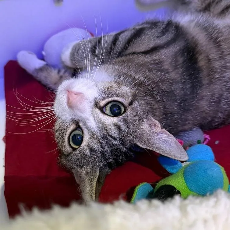 A young medium-sized female Brown / Chocolate Domestic Short Hair cat named Angel for adoption in New York, NY
