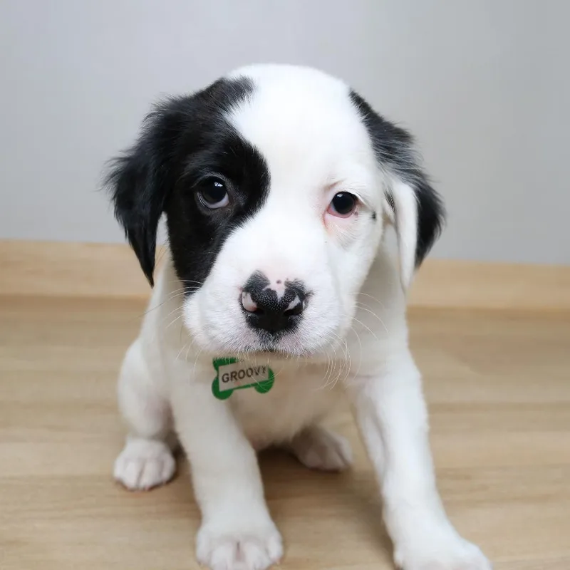 A baby small-sized male White / Cream Spaniel dog named Groovy D for adoption in Minnetonka, MN