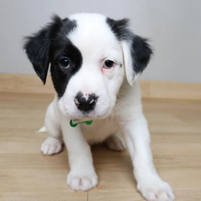 Groovy D thumbnail 2