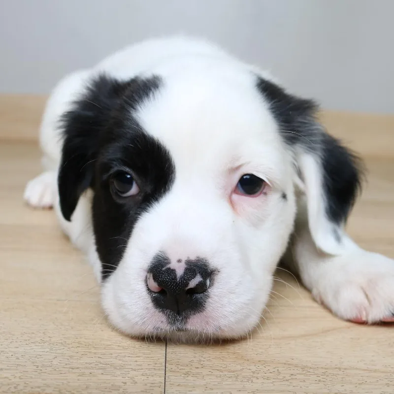 Groovy D thumbnail 3