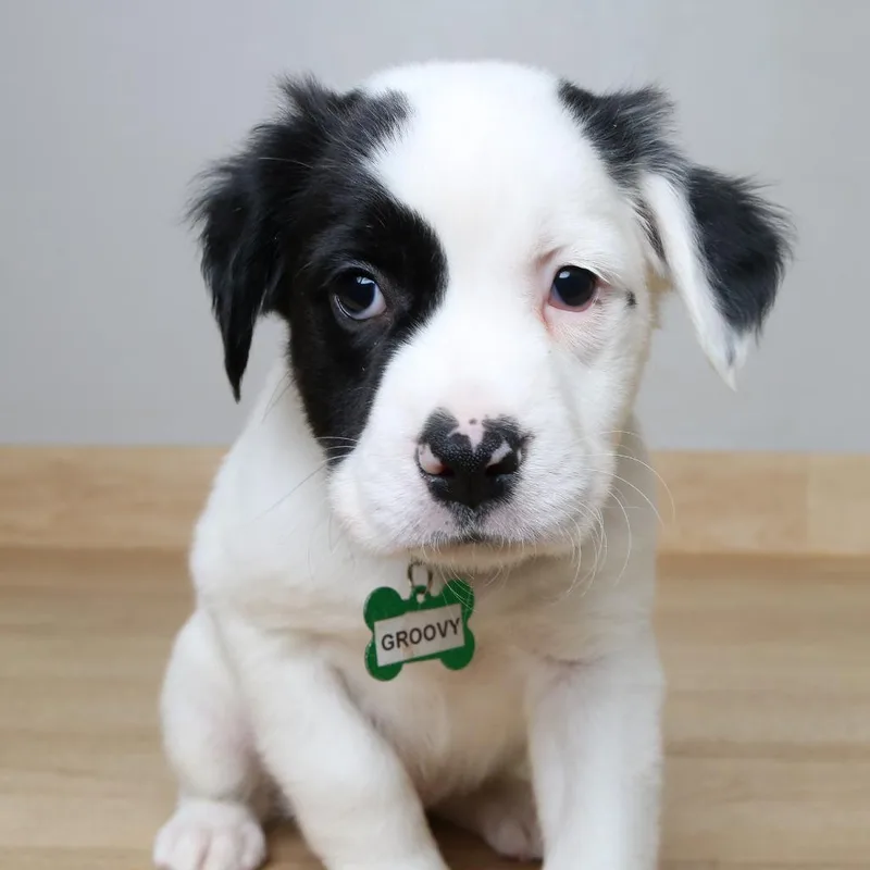 Groovy D thumbnail 4