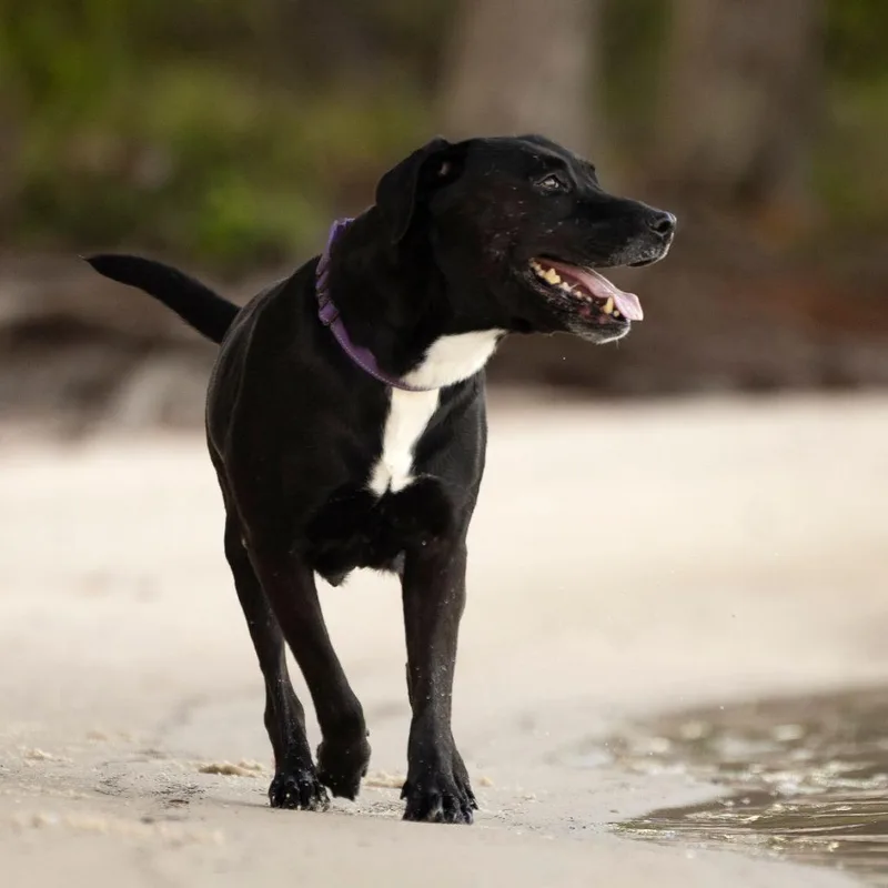A senior large-sized female Black Labrador Retriever dog named Chloe for adoption in Tampa, FL