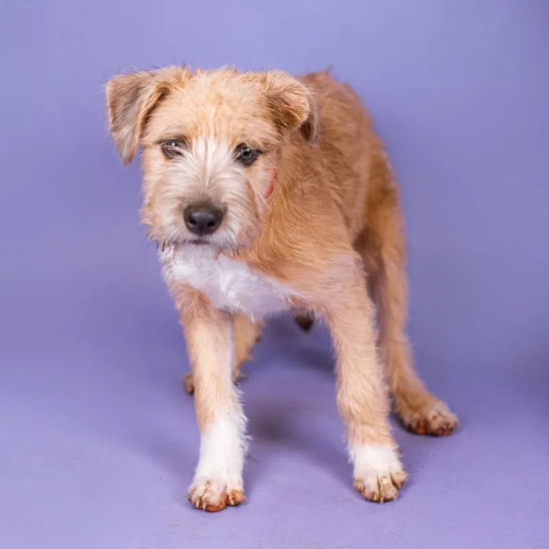 A young small-sized female Yellow / Tan / Blond / Fawn Terrier dog named Pita for adoption in Northbrook, IL