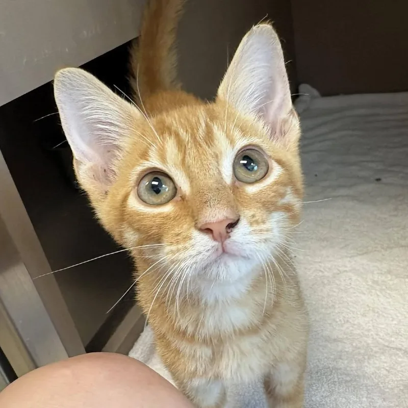 A baby small-sized male Domestic Short Hair cat named Ray Ray for adoption in Cleveland, MS