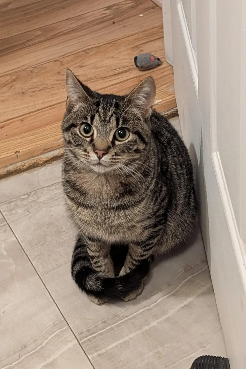A baby medium-sized male Tabby (Brown / Chocolate) American Shorthair cat named Kurt for adoption in Morgantown, WV