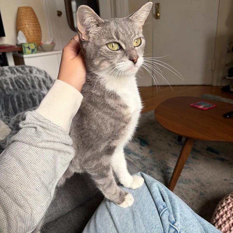An adult medium-sized female Domestic Short Hair cat named Mama Macedonia for adoption in Brooklyn, NY