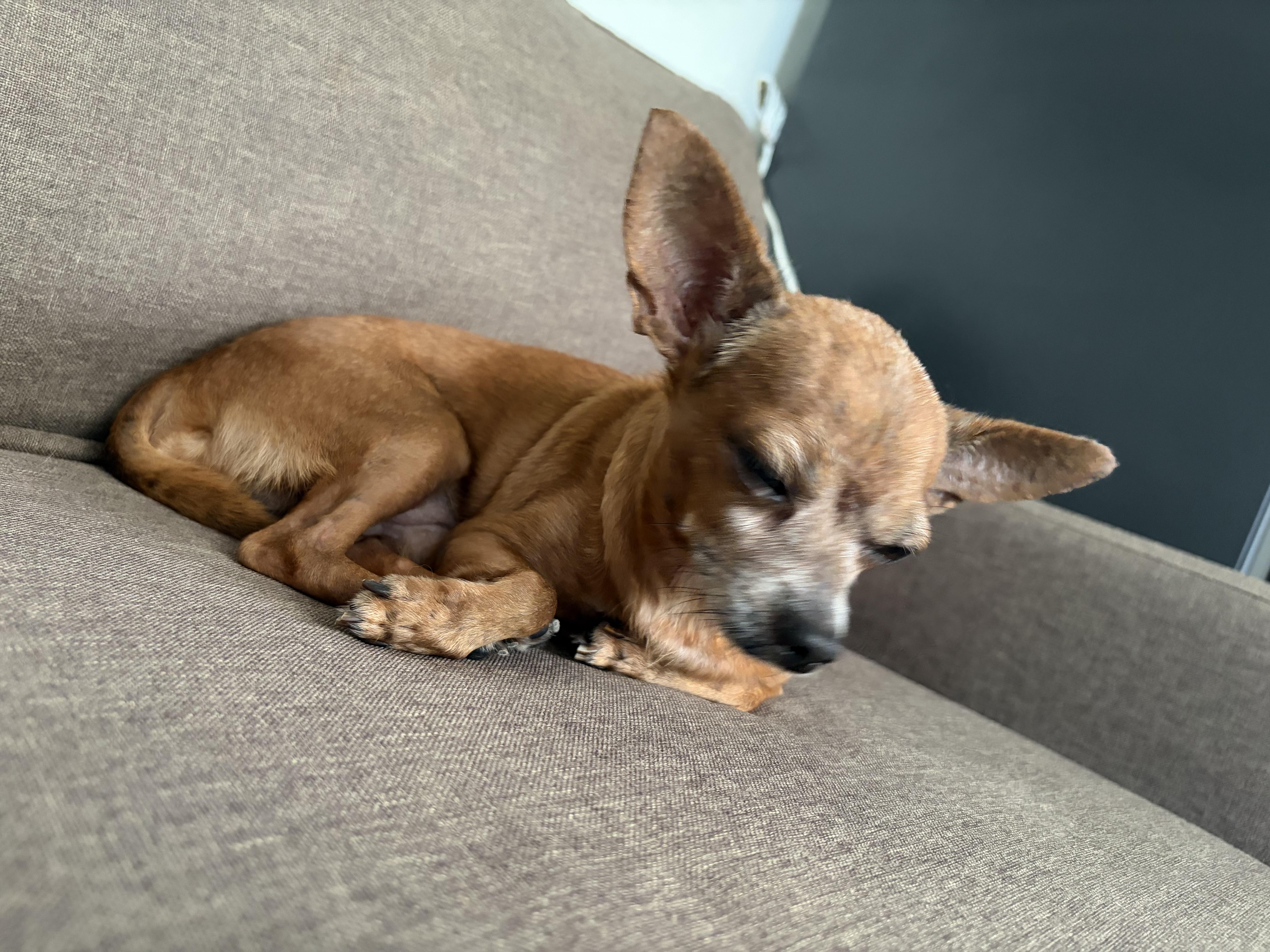 An adult small-sized male Chihuahua dog named Enrique for adoption in Lake Forest, IL