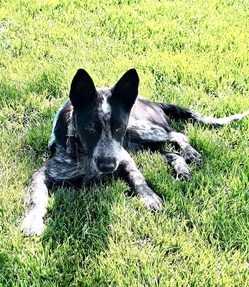 A baby medium-sized male Cattle Dog dog named Blizz for adoption in Bend, OR