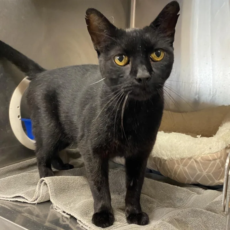 An adult small-sized male Black Domestic Short Hair cat named Boss for adoption in Starkville, MS
