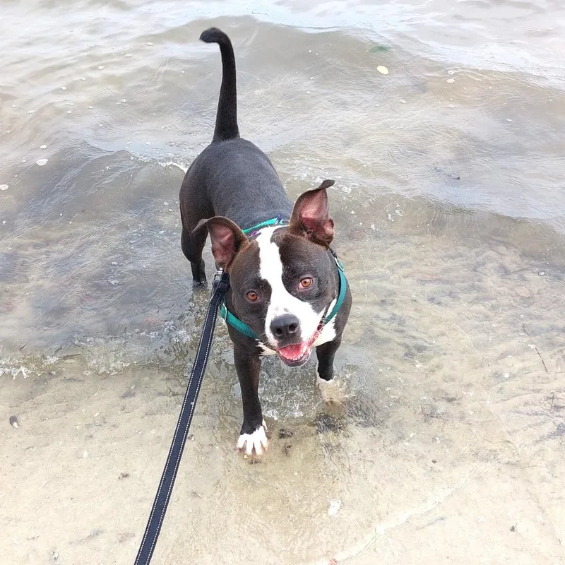 An adult medium-sized female Black Mixed Breed dog named Mora for adoption in Clearwater, FL