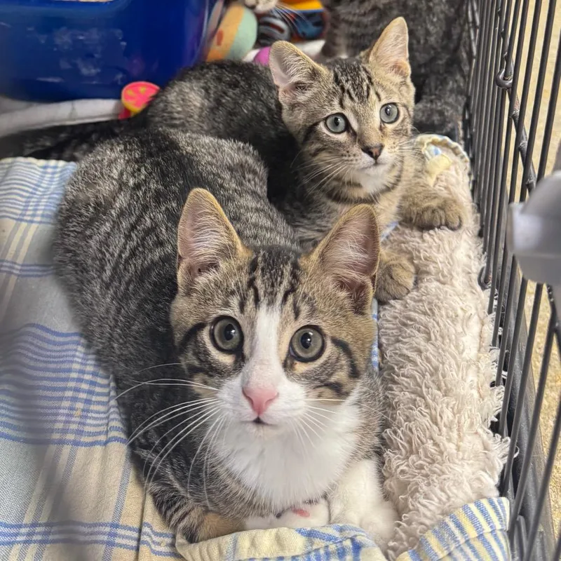 A baby medium-sized male Domestic Short Hair cat named Cranberry for adoption in Easton, PA