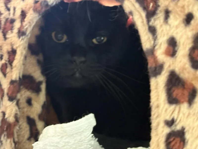 An adult large-sized male Black Domestic Short Hair cat named Tuco for adoption in Rochester, WA