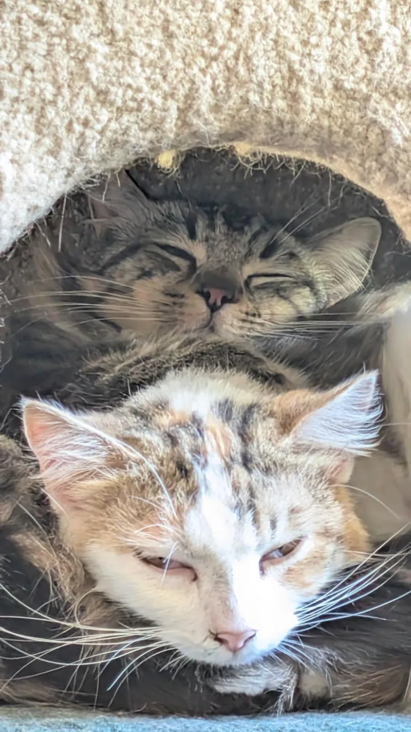 Remy & Marie  thumbnail 2