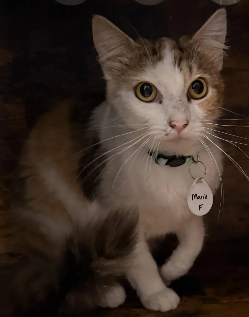 Remy & Marie  thumbnail 3