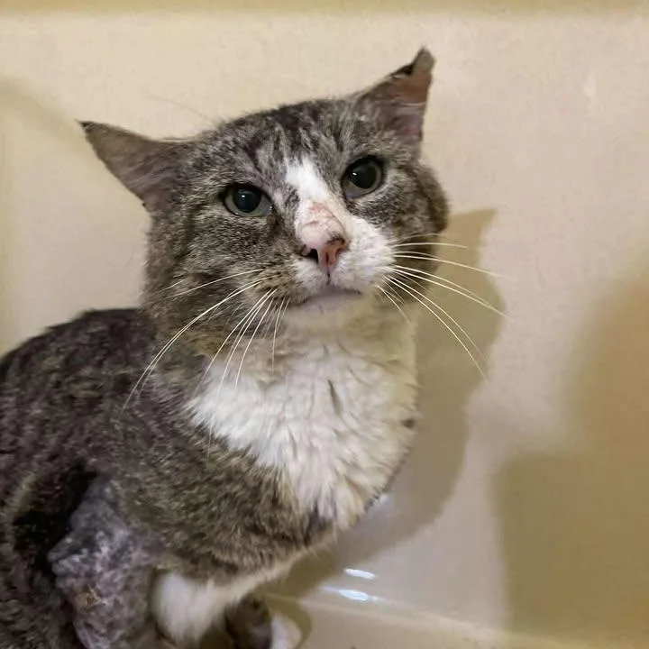 An adult medium-sized male Tabby (Buff / Tan / Fawn) Domestic Short Hair cat named Bootsie for adoption in Winthrop, ME