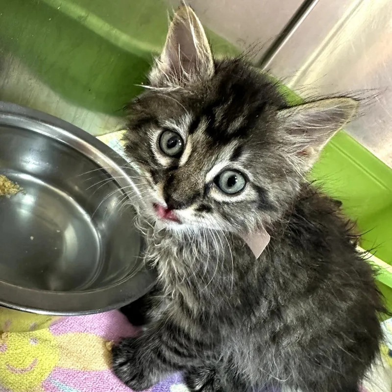 A baby small-sized male Brown / Chocolate Domestic Short Hair cat named Suit Jacket for adoption in Leander, TX