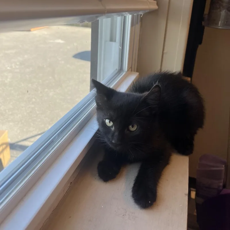 A baby small-sized female Black Domestic Short Hair cat named Happy for adoption in Pasadena , MD