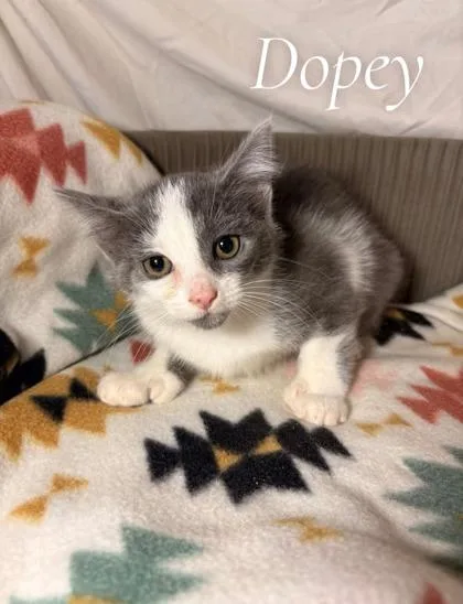 An adult small-sized female Domestic Short Hair cat named Dopey for adoption in St. Anne, IL
