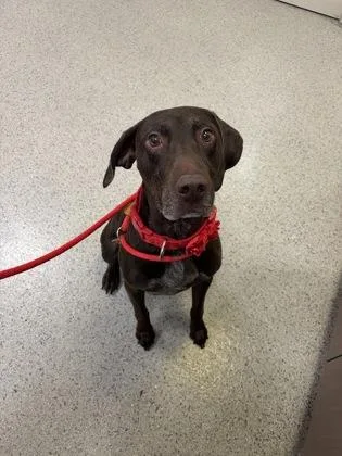 A senior large-sized male German Shorthaired Pointer dog named Bon for adoption in Fishers, IN