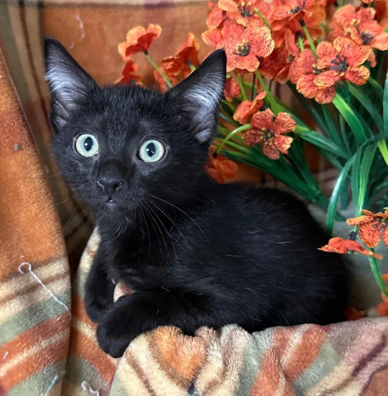 A baby small-sized male Domestic Short Hair cat named Orpheus for adoption in Stillwater, OK