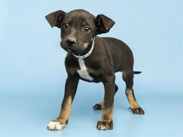 A baby small-sized male Rottweiler dog named Ben Grimm for adoption in Phoenix, AZ