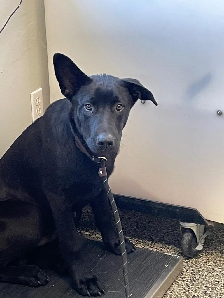 A baby large-sized male Mixed Breed dog named Trooper for adoption in Columbia, TN