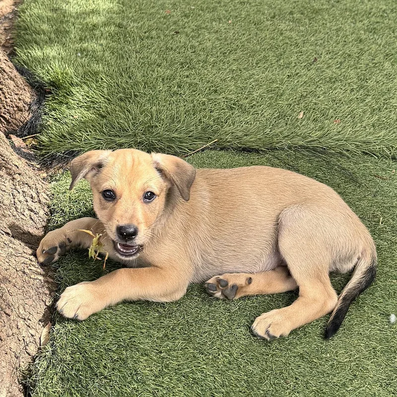 A baby large-sized female Labrador Retriever dog named Anthem Pup  Wave for adoption in San Diego, CA