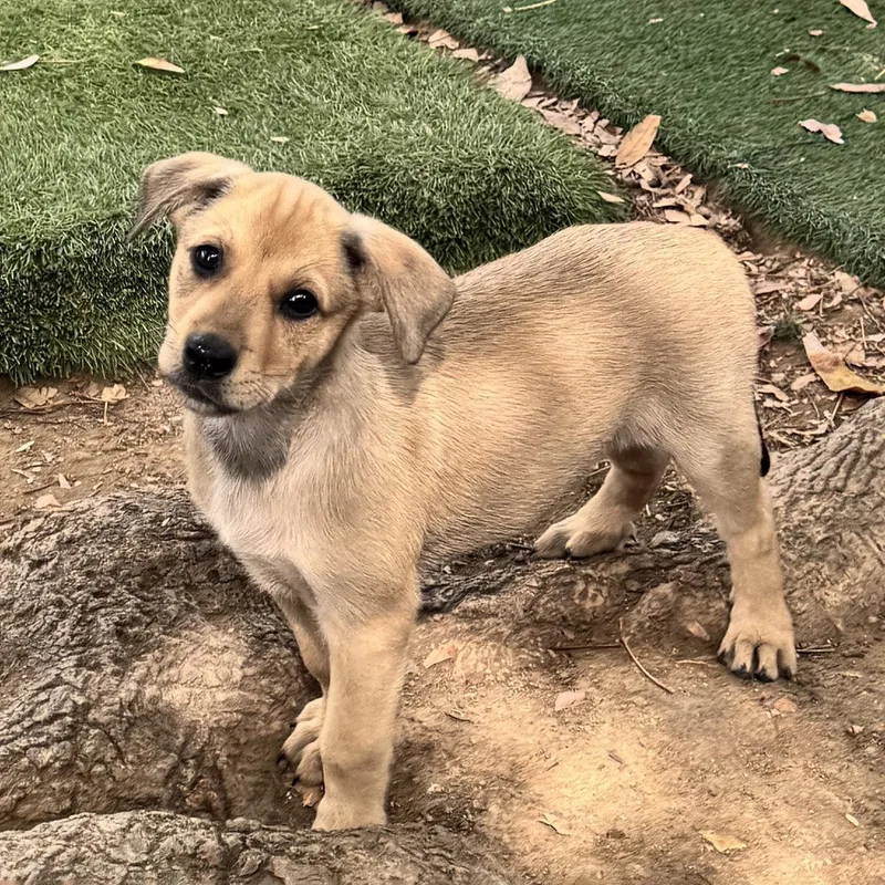 Anthem Pup  Wave thumbnail 3
