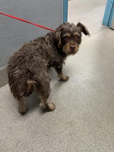 A young medium-sized female Terrier dog named Dahlia for adoption in Las Vegas, NV