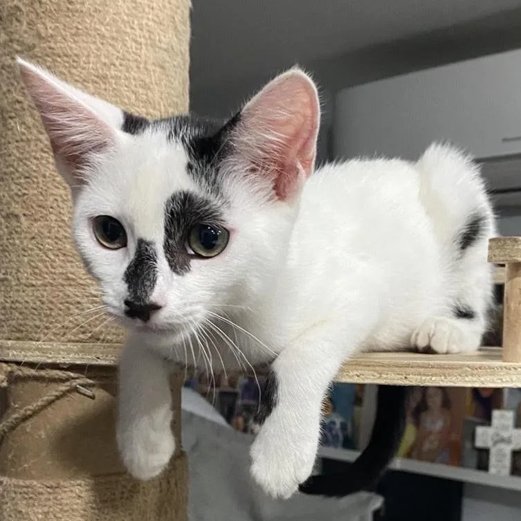 A baby small-sized male Black Domestic Short Hair cat named Cedar for adoption in Los Angeles, CA