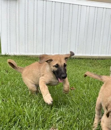A baby large-sized male Bicolor Labrador Retriever dog named Simon for adoption in Liverpool, TX