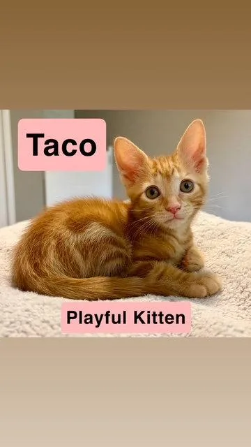 Taco  Willow Grove