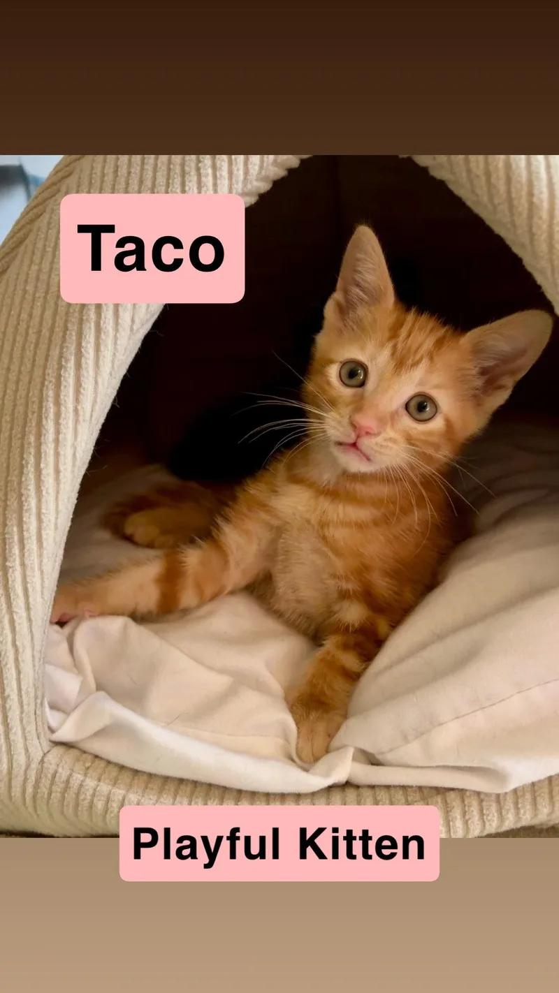 Taco  Willow Grove thumbnail 2