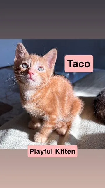 Taco  Willow Grove thumbnail 3