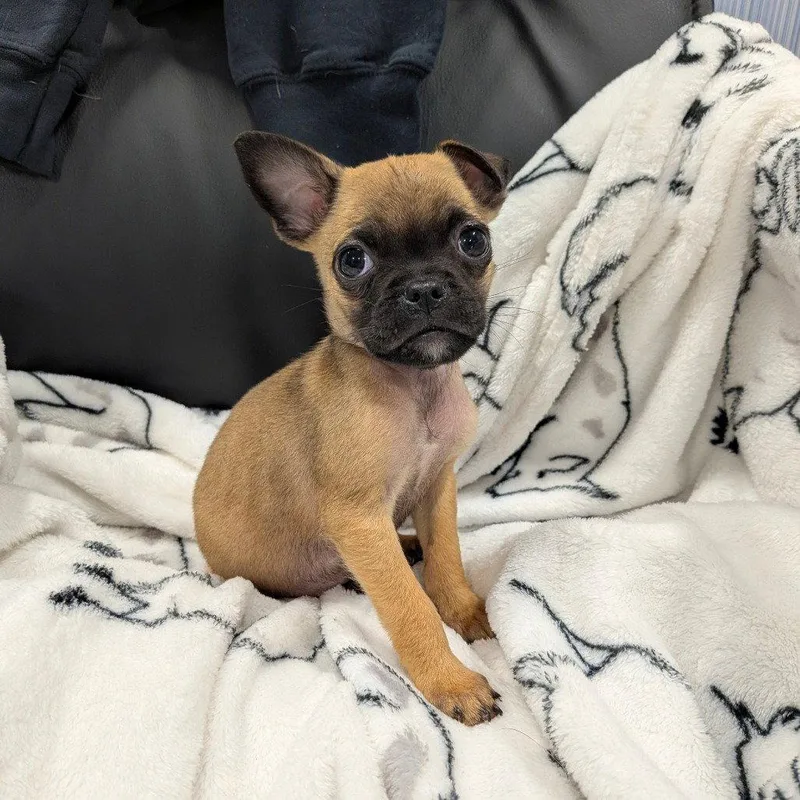 A baby small-sized female Pug dog named Clover for adoption in Chico, CA