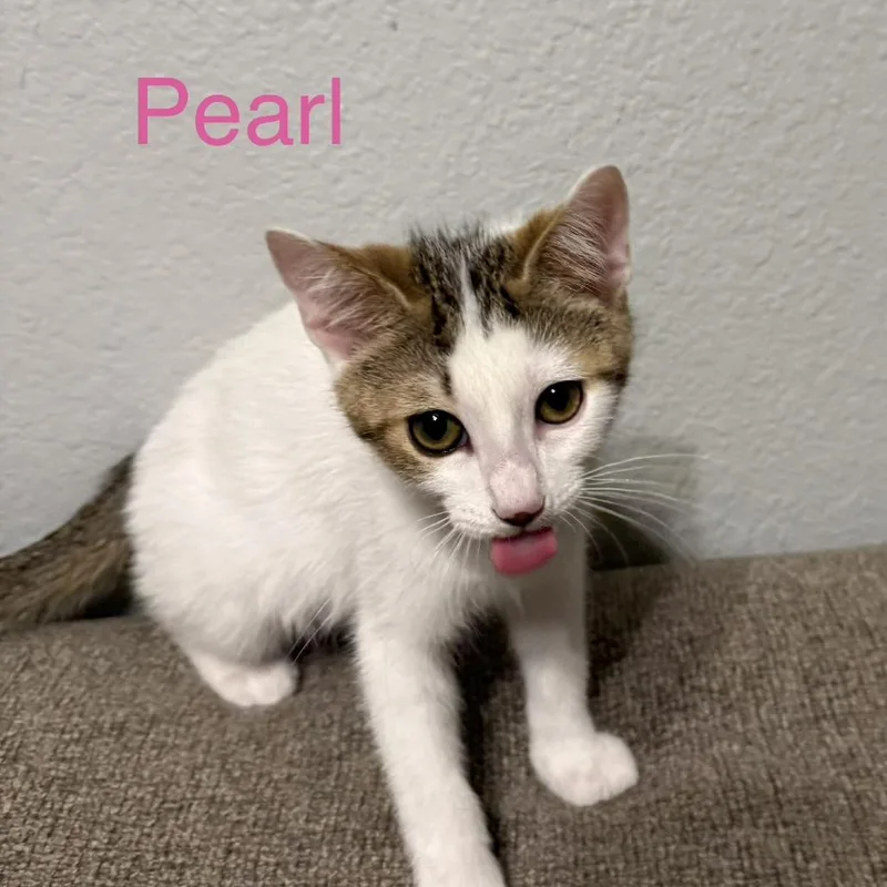 A baby small-sized female Brown / Chocolate Domestic Short Hair cat named Pearl for adoption in Carmel, IN
