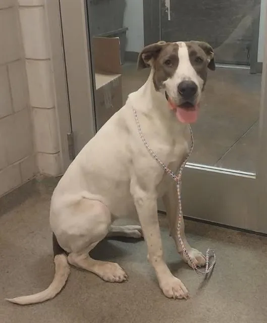 A young extra large-sized female Mixed Breed dog named Luna for adoption in Dallas, TX