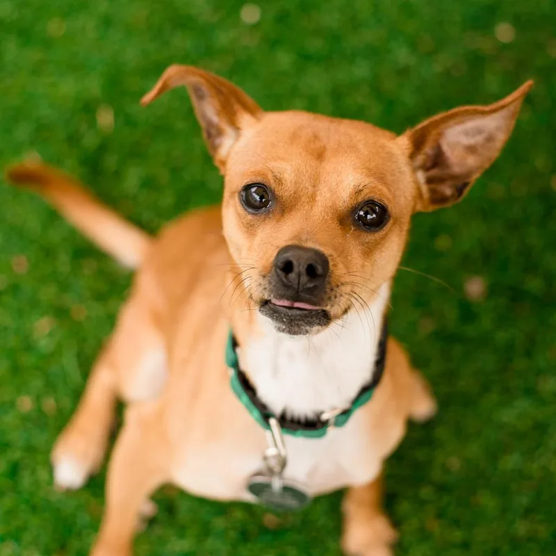 A young small-sized male Brown / Chocolate Chihuahua dog named Skippyjon Jones for adoption in Warwick, RI