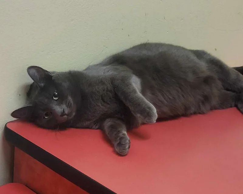 A young large-sized female Gray / Blue / Silver Russian Blue cat named Sky for adoption in HEMET, CA