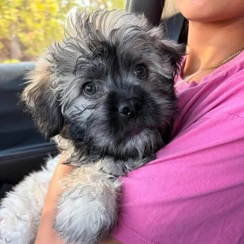 A baby small-sized male Gray / Blue / Silver American Eskimo Dog dog named Bear for adoption in Alma, WI