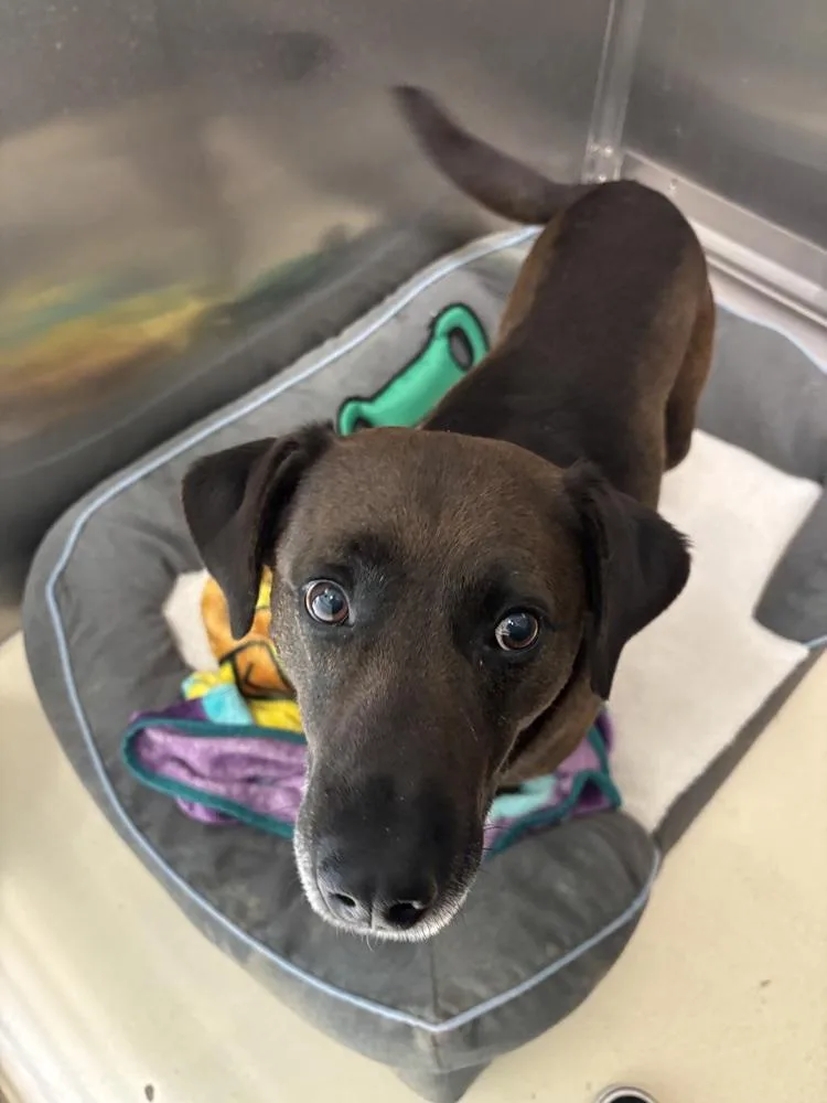 An adult large-sized male Tricolor (Brown, Black, & White) Labrador Retriever dog named Ruger for adoption in Kalamazoo, MI