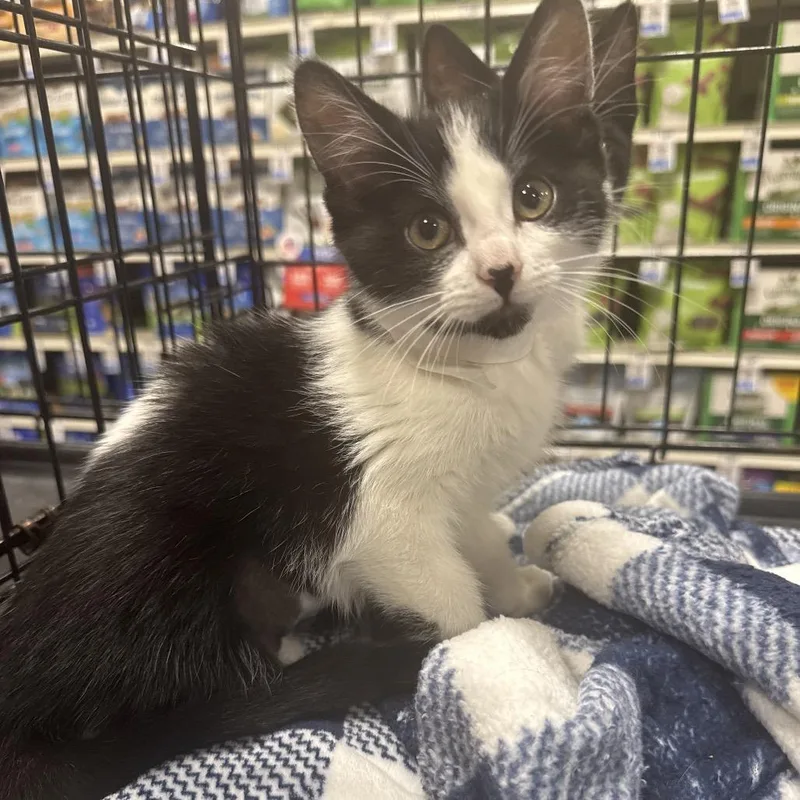 A baby small-sized female Black Domestic Short Hair cat named Panda for adoption in Gonzales, LA