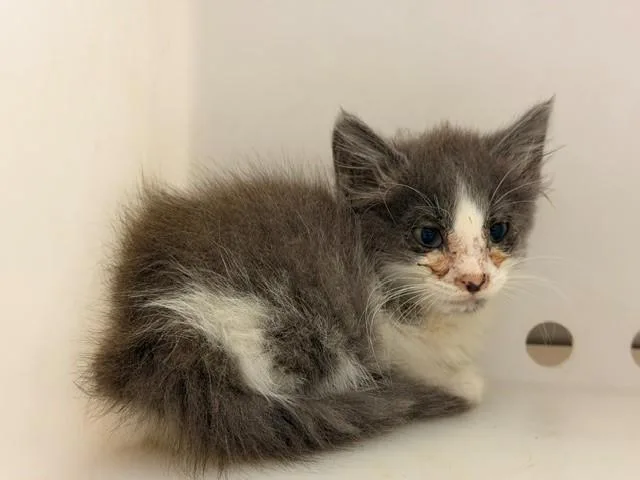 A baby small-sized male Domestic Short Hair cat named Carlos for adoption in Fairfield, CA