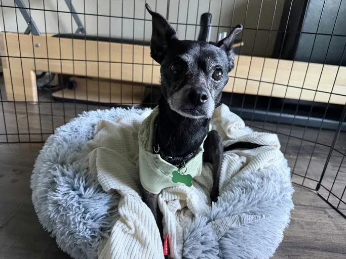 Little Caesar thumbnail 2