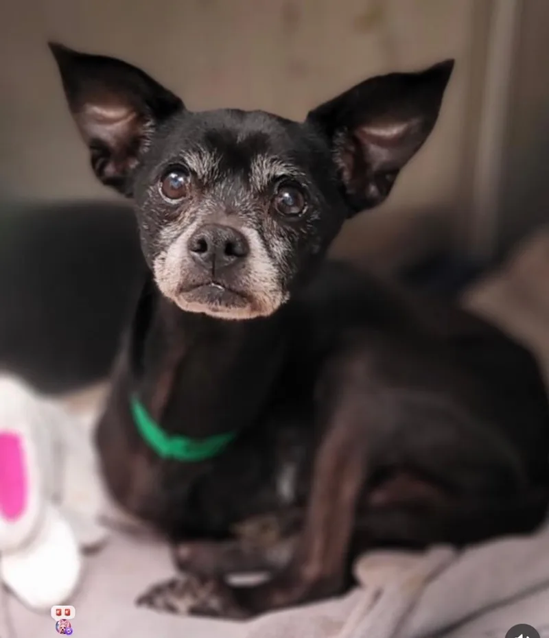 Little Caesar thumbnail 3