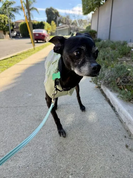 Little Caesar thumbnail 4