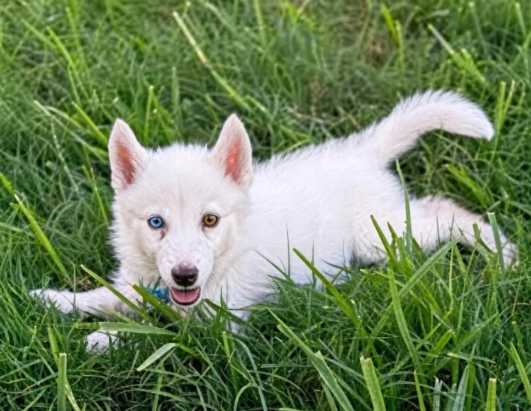 Koda thumbnail 2
