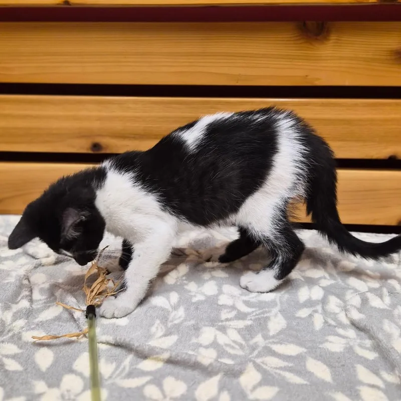 A baby small-sized male Domestic Short Hair cat named Gucci for adoption in Woodstock, IL